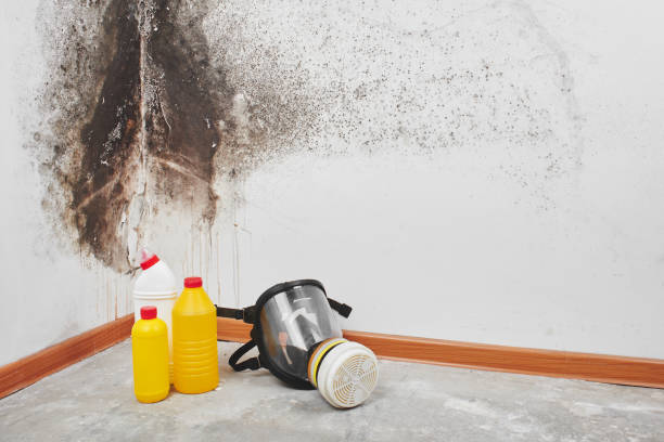 Best Mold Testing and Inspection Services in Heritage Pines, FL