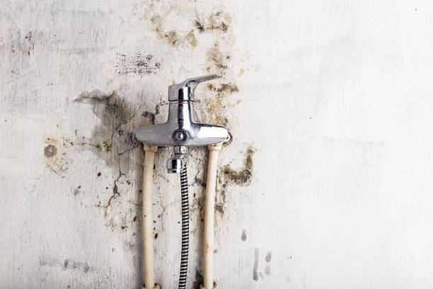 Best Residential Mold Remediation in Heritage Pines, FL