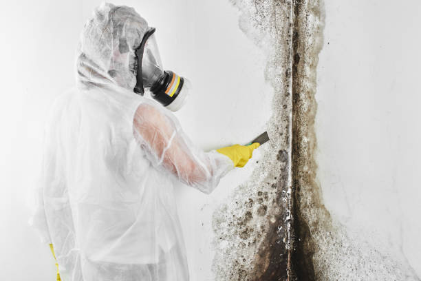 Best Commercial Mold Remediation in Heritage Pines, FL