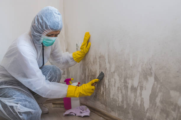 Best Basement Mold Remediation in Heritage Pines, FL