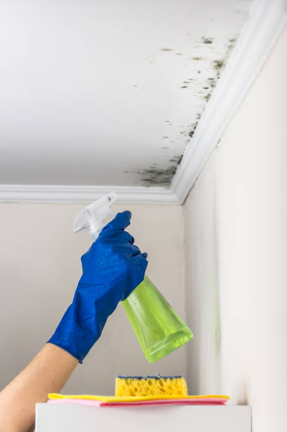 Best Residential Mold Remediation in Heritage Pines, FL